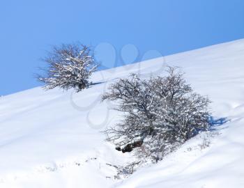 tree in the snow against the blue sky