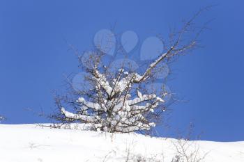 tree in the snow against the blue sky