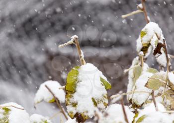 the leaves of the bush in the snow