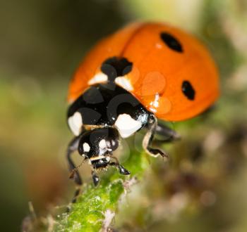 ladybird on nature. close