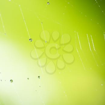 water droplets on a spider web in nature