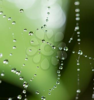 water droplets on a spider web in nature