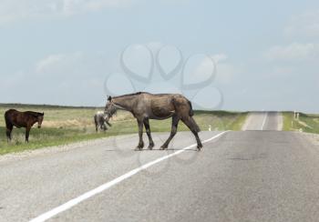 horse on the road