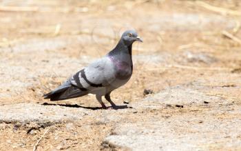 dove on the ground