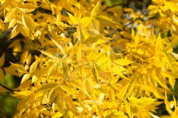 yellow leaves on the tree in autumn