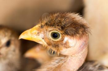 Portrait of a small chicken