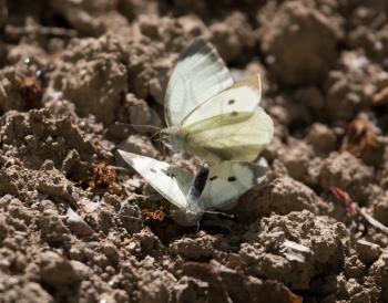 butterfly in nature