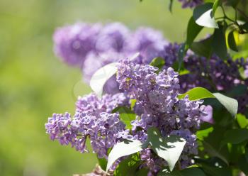 beautiful flowers on a lilac tree