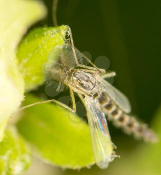 mosquito in nature. close-up