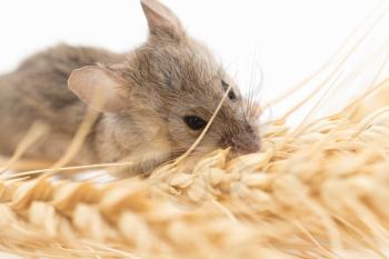 Mouse on wheat