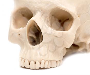 human skull on a white background