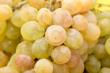 grapes as a background. close