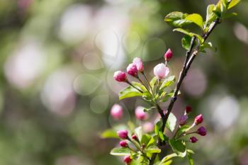 flowers on apple tree in nature