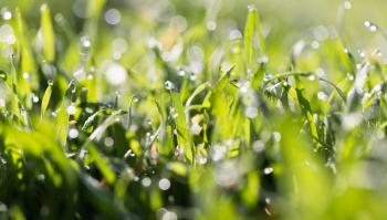 dew drops on green grass in nature