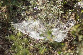 Web on the plant in nature