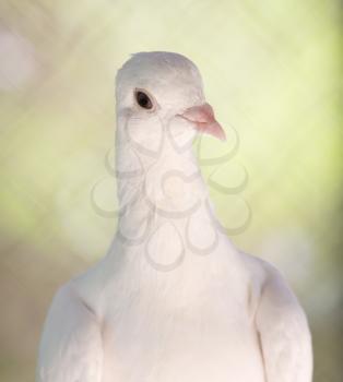 beautiful white dove in nature