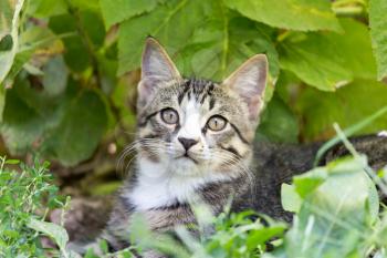 cat in the grass on the nature