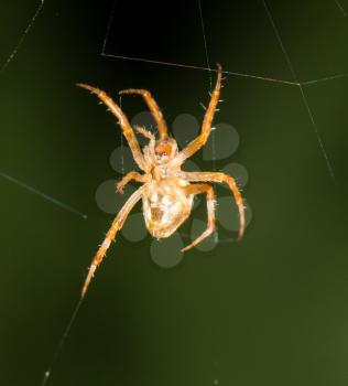 Spider on the web. close