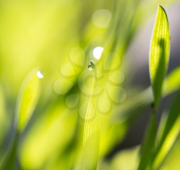 dew drops on green grass at dawn