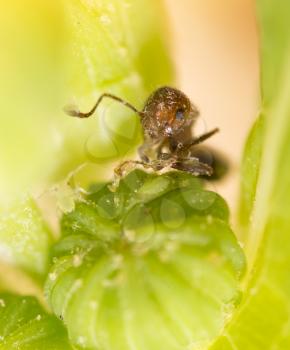 Ant on a green leaf. close