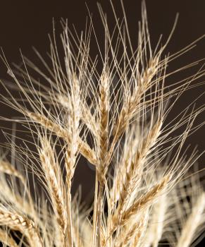 ears of wheat on a black background