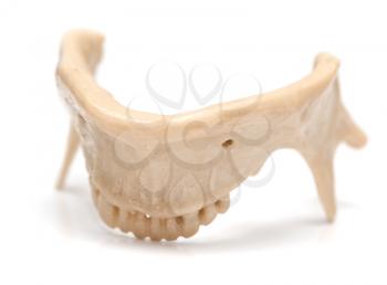 human jaw on a white background