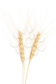 ear of wheat on a white background
