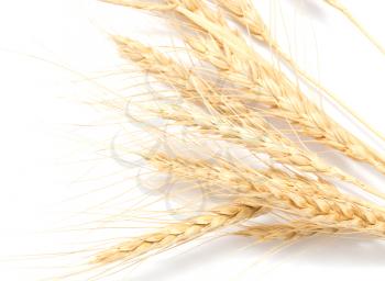 ear of wheat on a white background