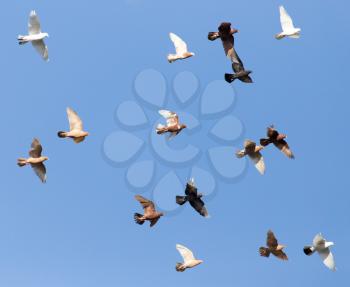 flock of pigeons on blue sky