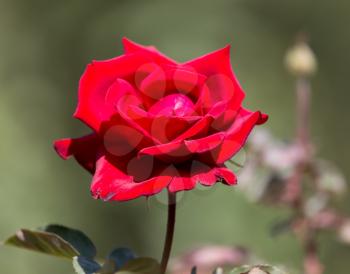 beautiful red rose in nature