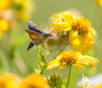 Sphingidae, known as bee Hawk-moth, enjoying the nectar of a yellow flower. Hummingbird moth. Calibri moth.