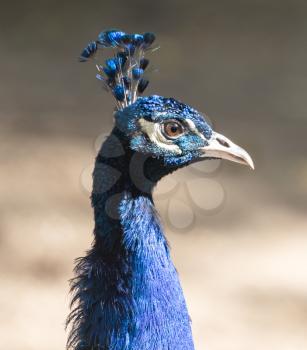 portrait of a peacock in the zoo