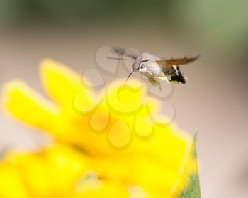 Sphingidae, known as bee Hawk-moth, enjoying the nectar of a yellow flower. Hummingbird moth. Calibri moth.