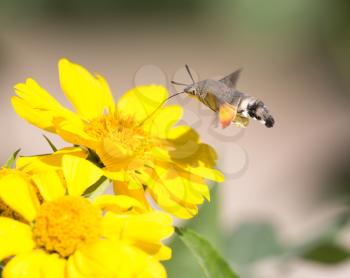 Sphingidae, known as bee Hawk-moth, enjoying the nectar of a yellow flower. Hummingbird moth. Calibri moth.