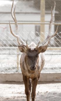 Portrait of a deer in nature