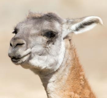 Portrait of a Lama  in nature