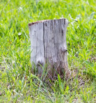 an old stump of a tree on a green grass