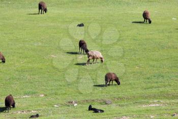 sheep in the pasture on the nature