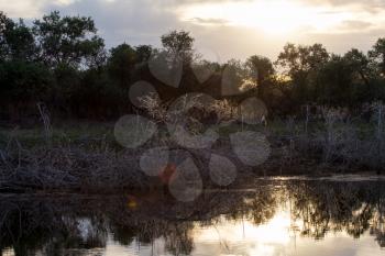 sunrise in the morning on the pond