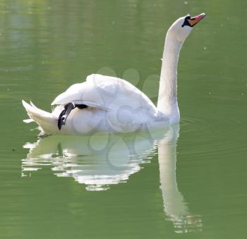 white swan on the lake