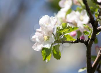 beautiful flowers on the apple tree in nature