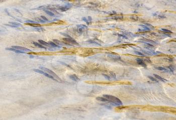 fish across surface of water in nature.