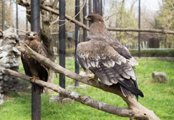 eagle on a tree