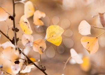 Yellow leaves on autumn trees as a background