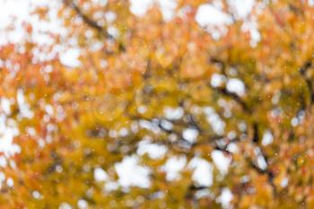 the first snow in the autumn as a background