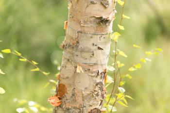 birch trunk wild in nature