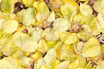 leaves of autumn as background