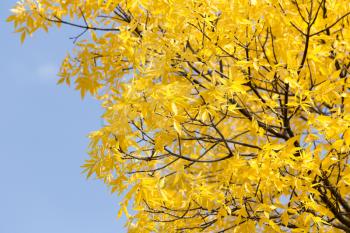 Yellow leaves on autumn trees against the blue sky