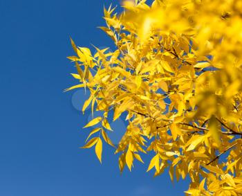 Yellow leaves on autumn trees against the blue sky