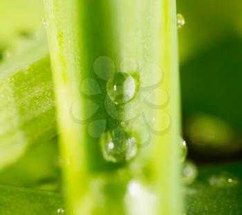 Water drops on the fresh green shoot. Super Macro